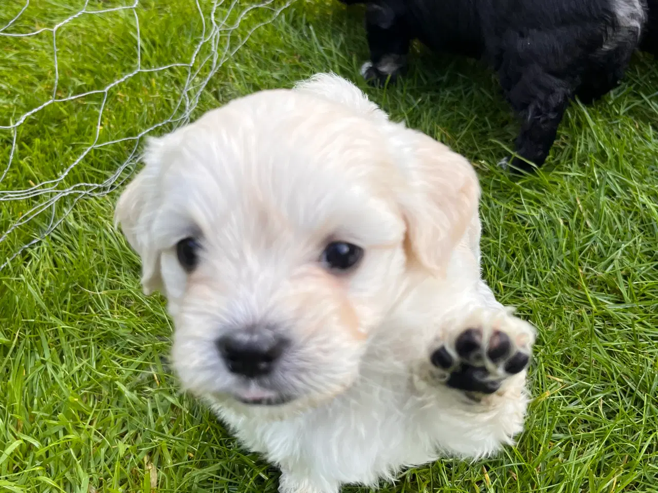 Billede 3 - Boomer hundehvalpe i efterårsferien