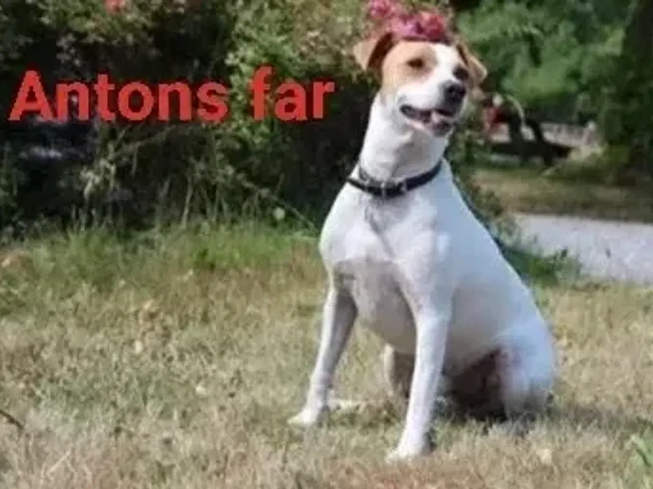 Billede 10 - Attraktive Anton tilbydes til avl - Dansk-Svensk G