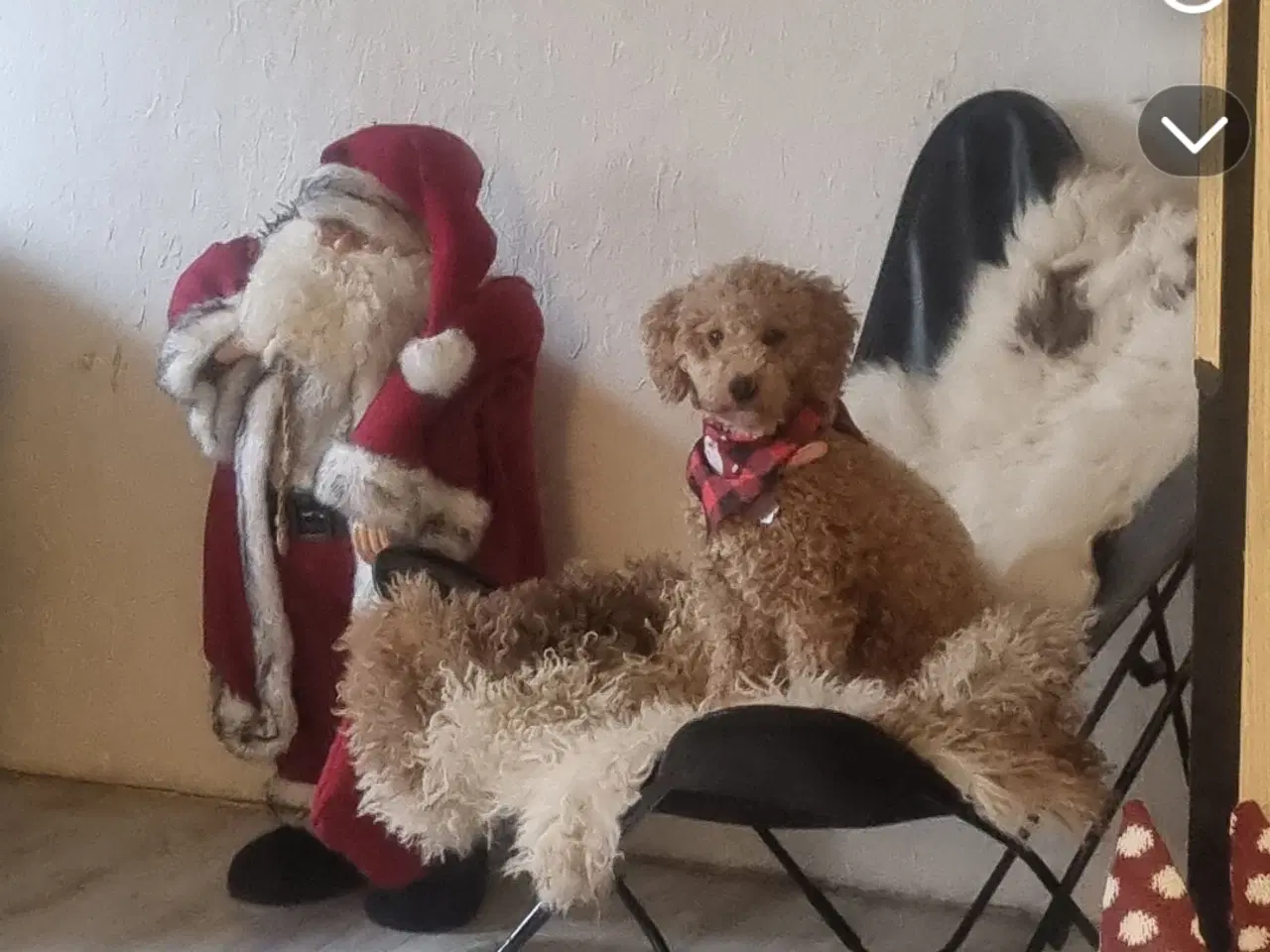 Billede 10 - Havapoo hvalpe