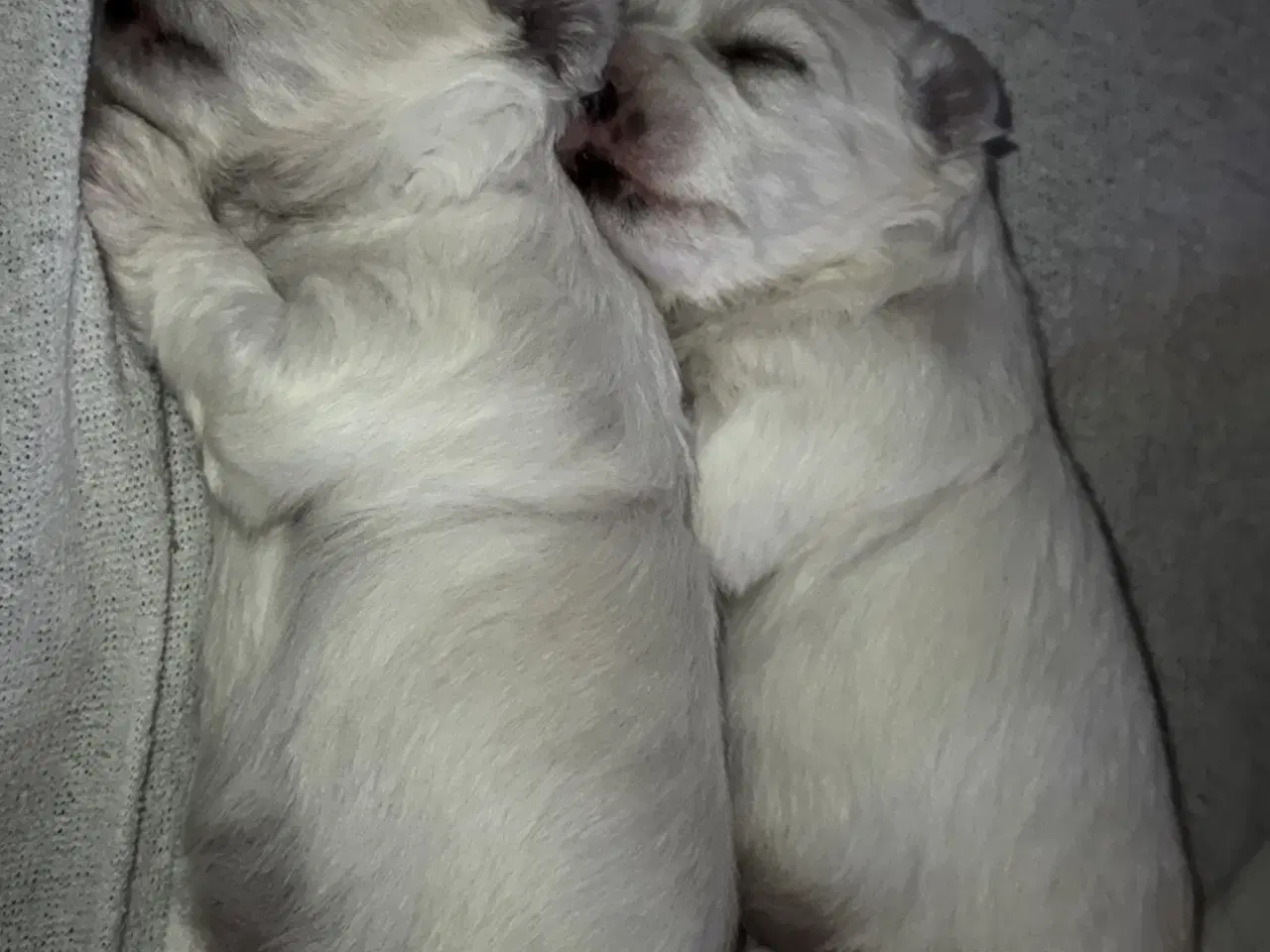 Billede 4 - Malteser/Coton hvalpe 21 dage d 3/3