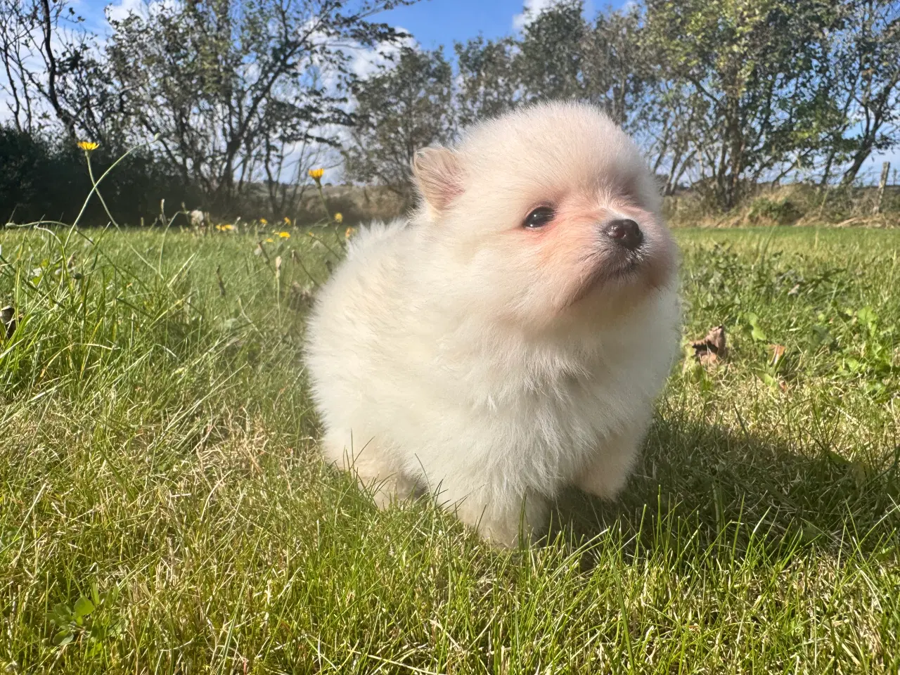 Billede 5 - Pomeranian hvalp 