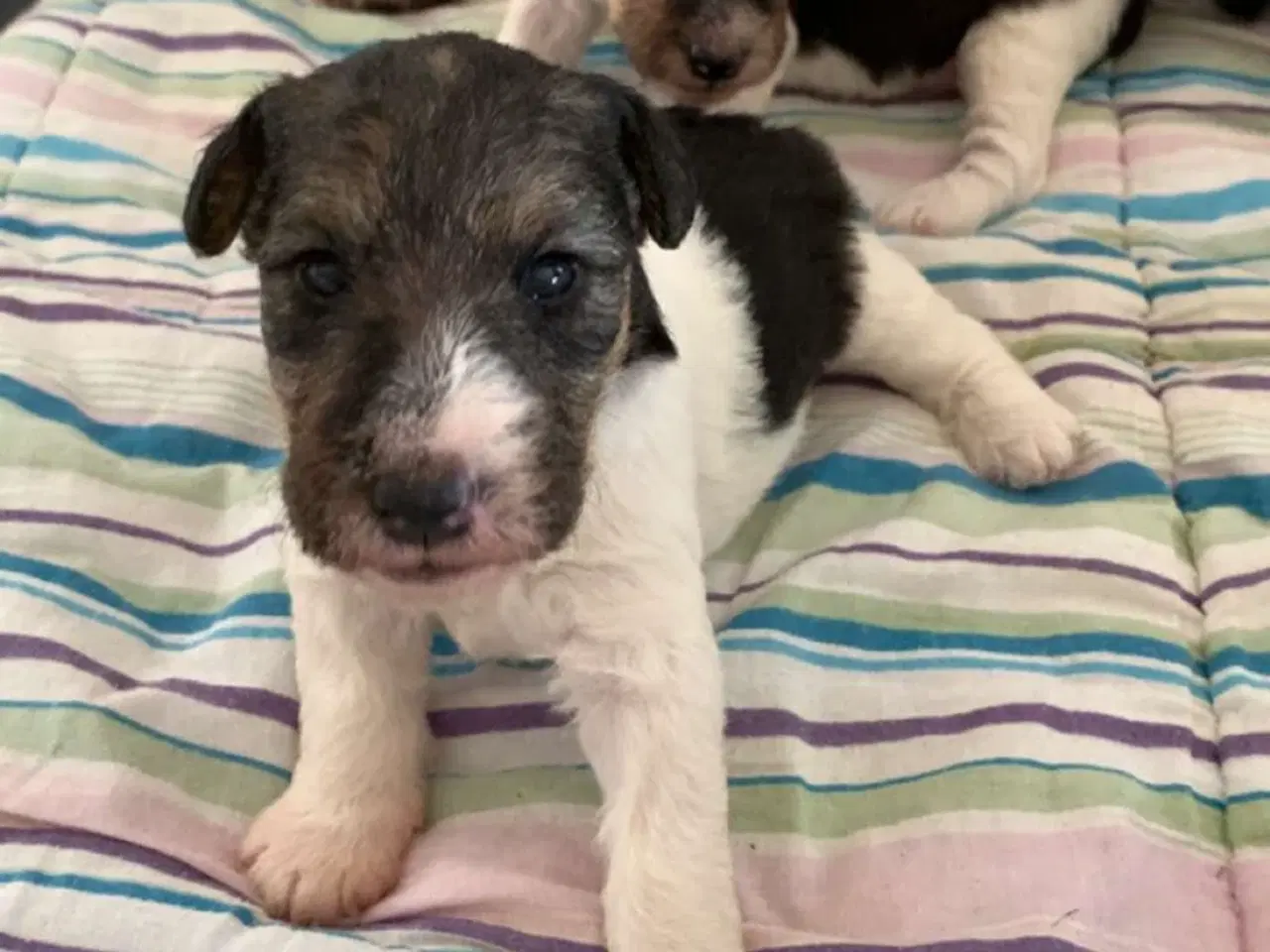 Billede 5 - Ruhåret FOX terrier 
