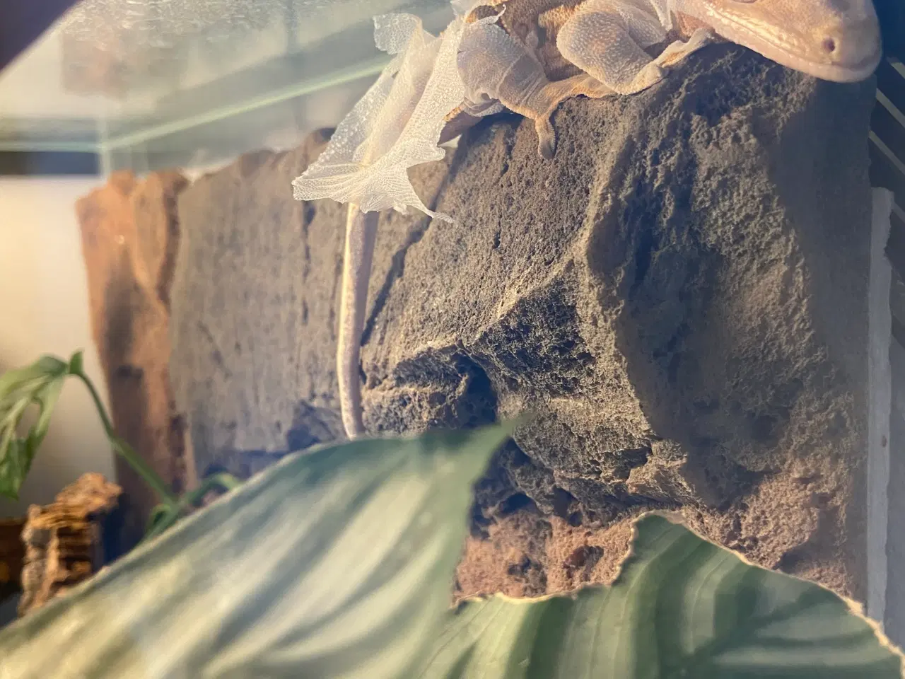 Billede 1 - Kronegekko par