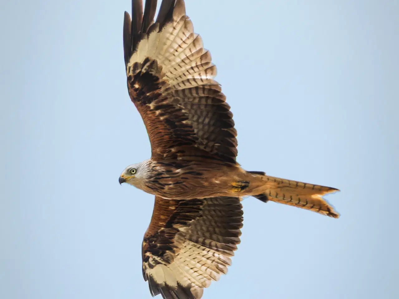 Billede 5 - Sigma 150-600mm F5-6,3 DG OS HSM Contemporary Til 