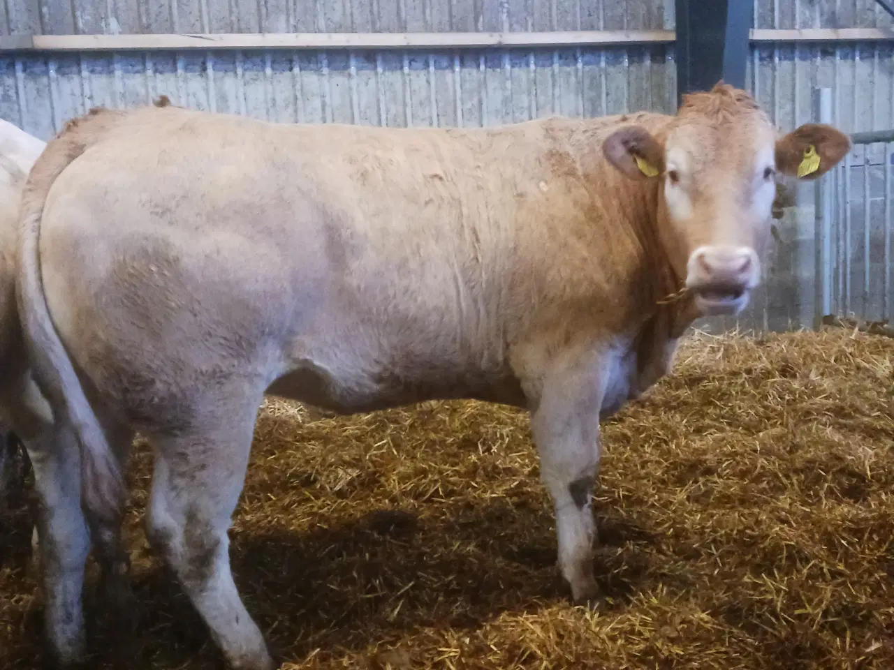 Billede 2 - Blonde kvier 