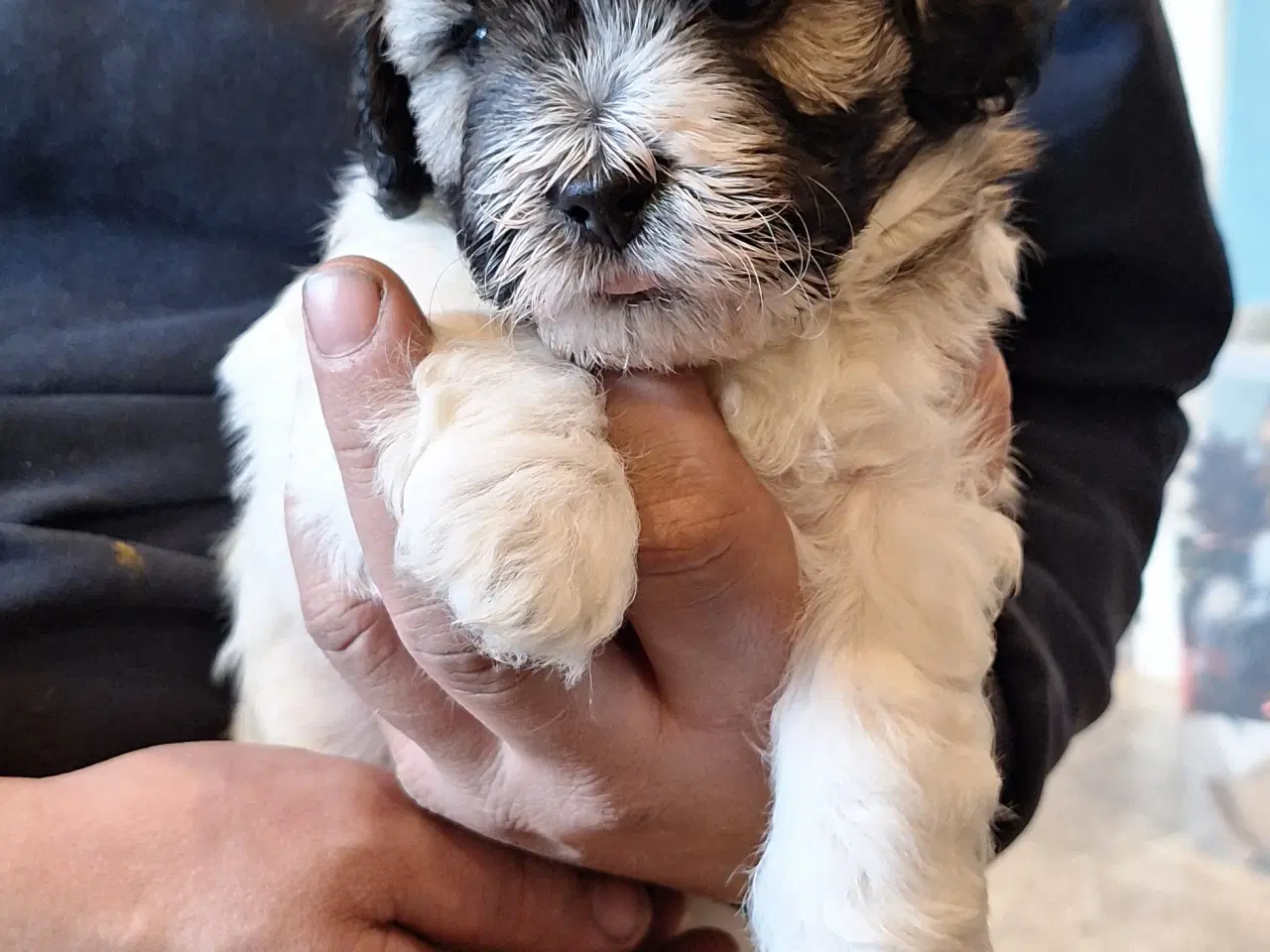 Billede 2 - shih tzu blanding allergivenlig