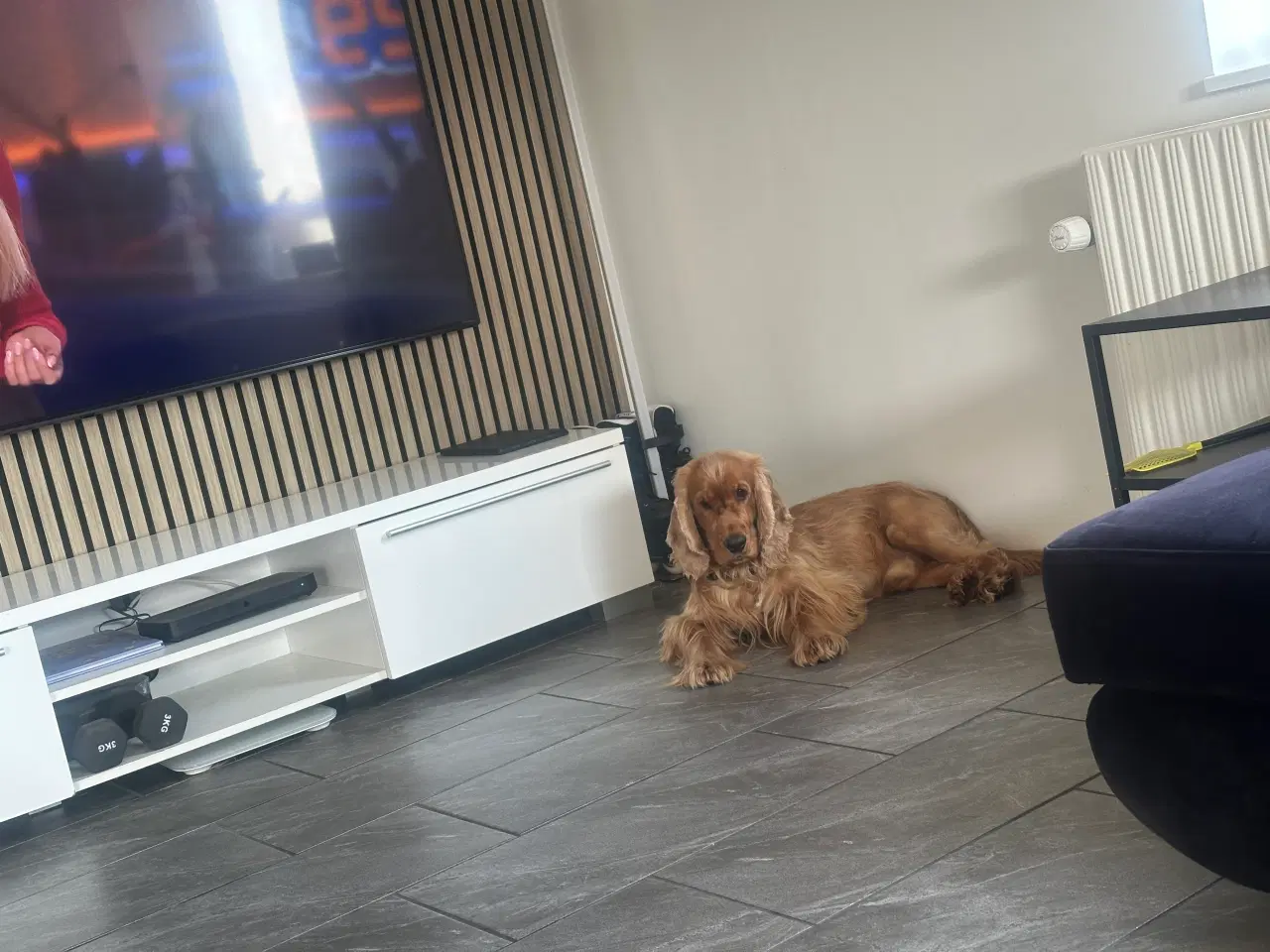 Billede 3 - Cocker spaniel til salg 