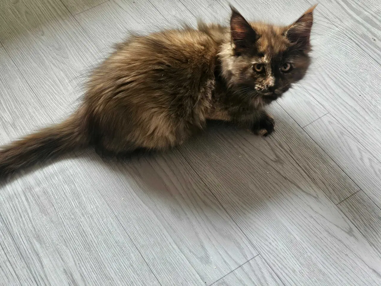Billede 5 - Maine coon killinger uden stamtavle 