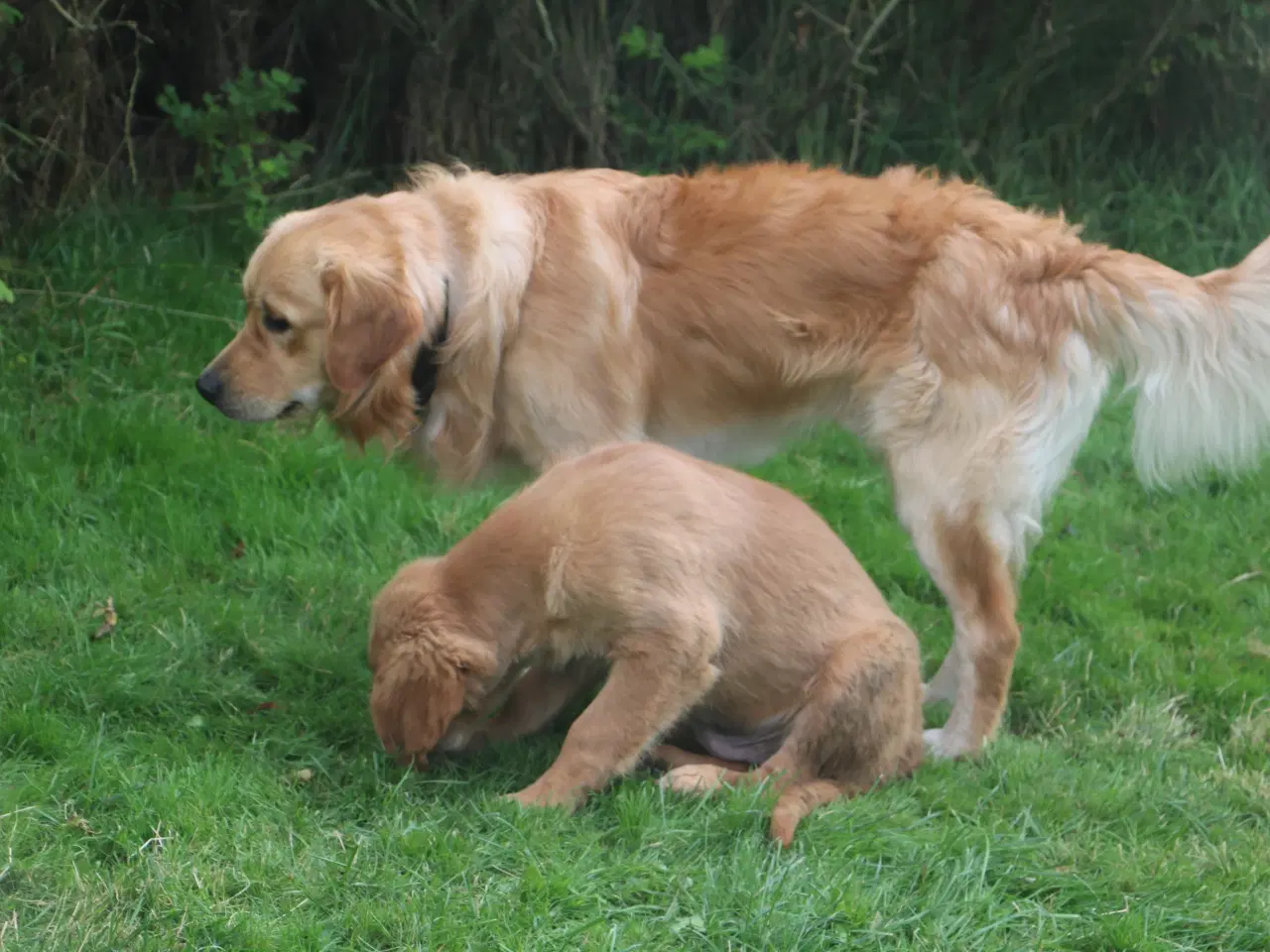 Billede 6 - Golden Retriever tilbydes til parring - Nyheder !