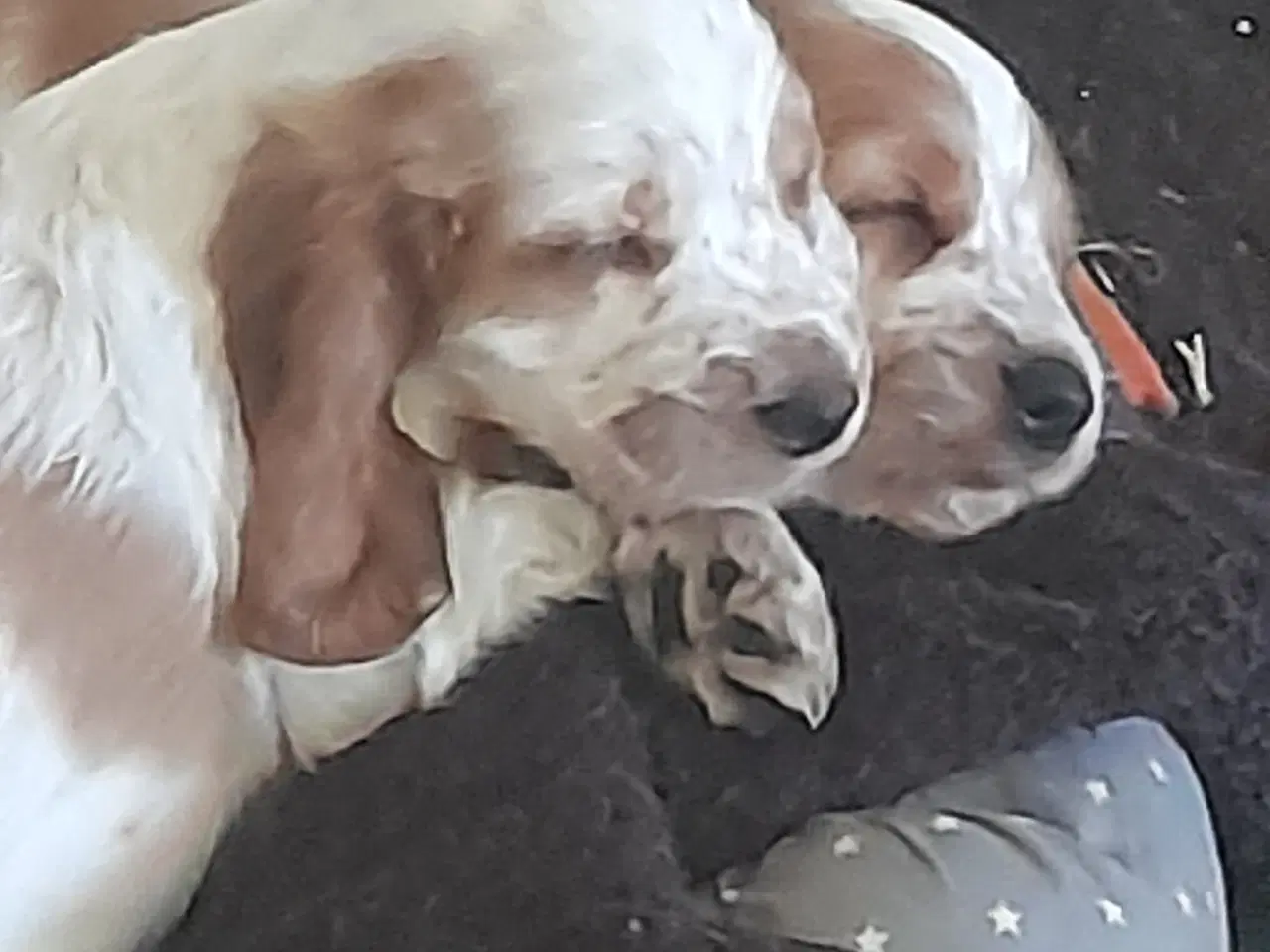 Billede 4 - engelsk cocker spaniel