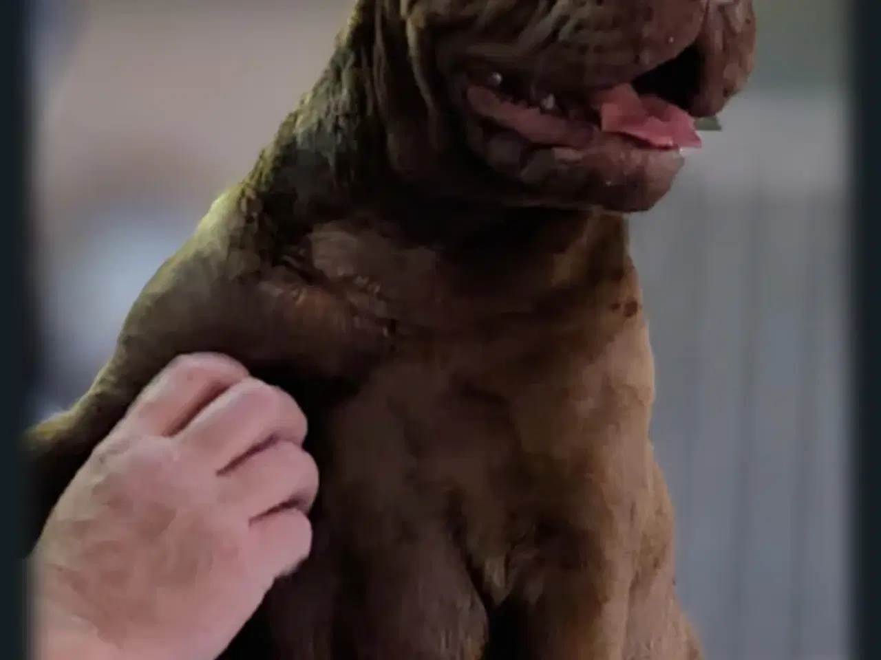 Billede 6 - Sharpei m. Fransk bulldog 