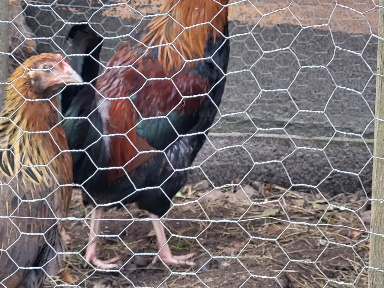 Billede 1 - 2 ung Haner