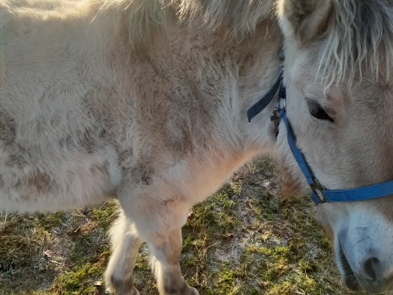 Billede 2 - Fjordhest