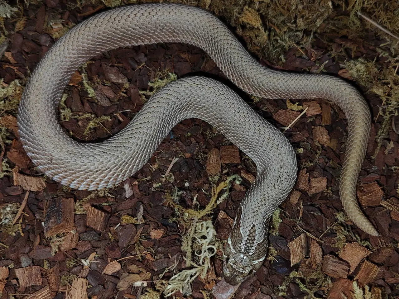 Billede 2 - To trynesnoge sælges 