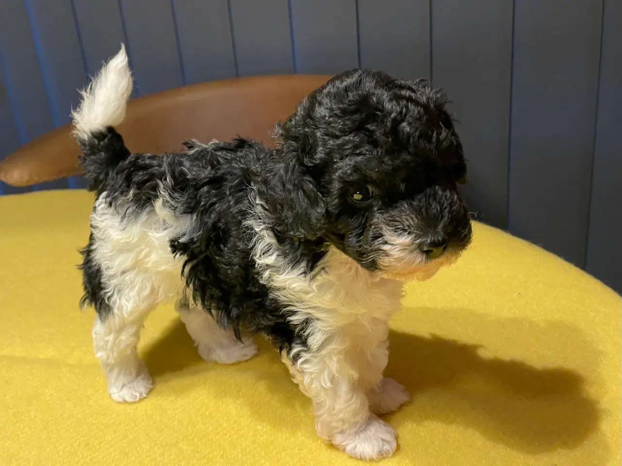Billede 4 - Puddel hvalpe