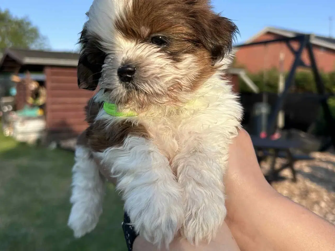 Billede 12 - Shih tzu hvalpe 