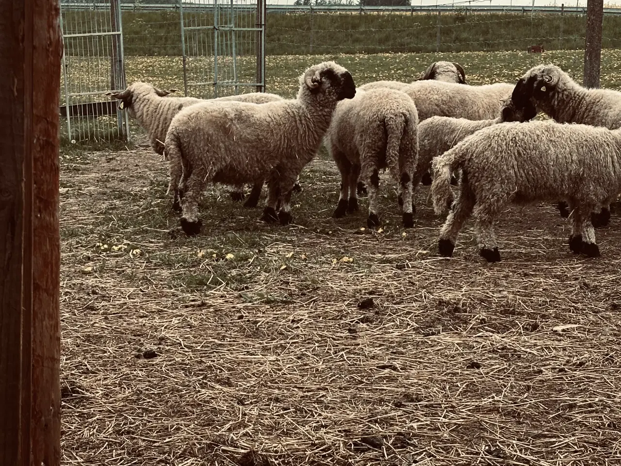 Billede 4 - 3 stk Valais Black nose gimmer lam 3 mdr 