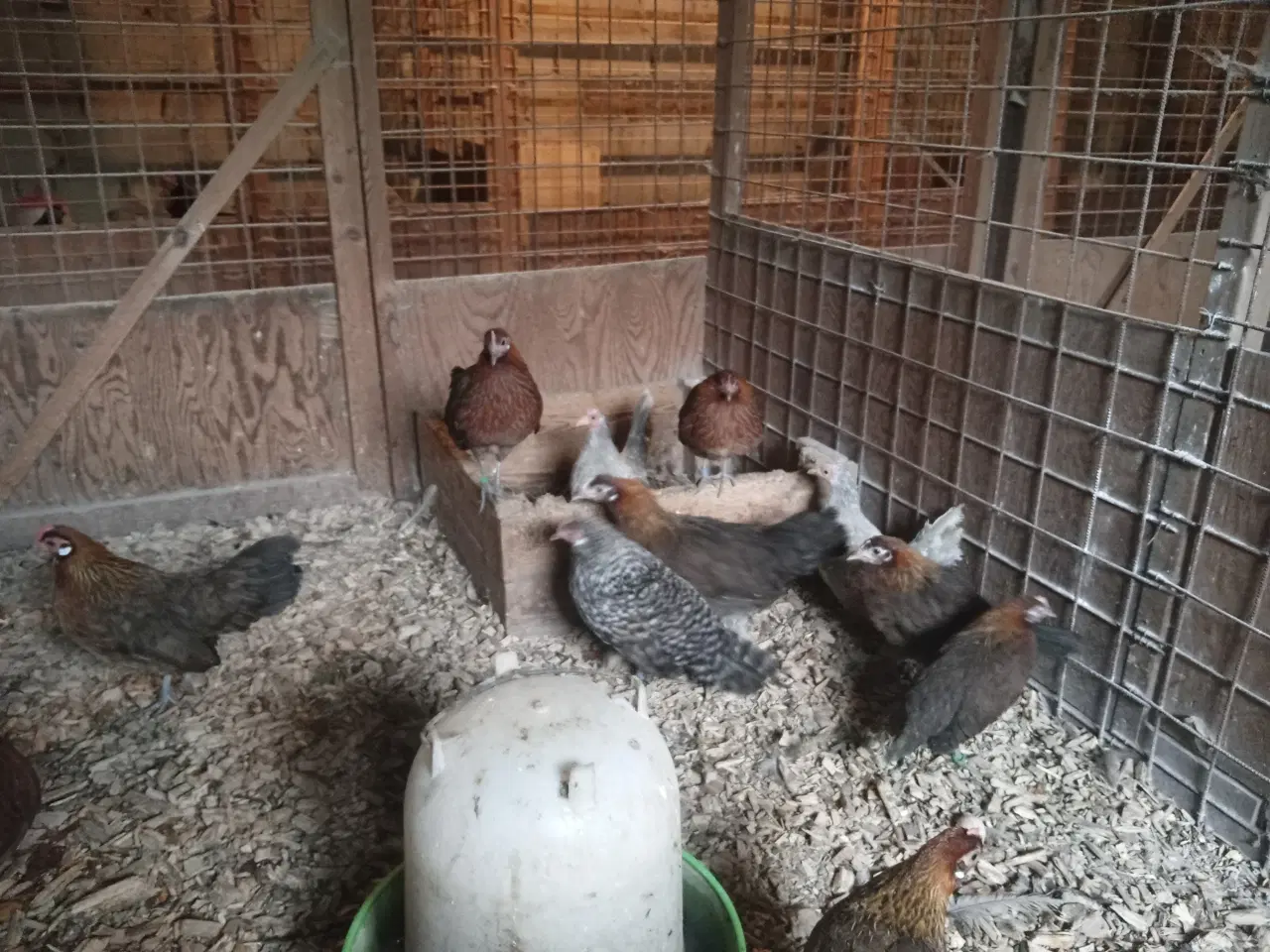 Billede 1 - Dværghøns