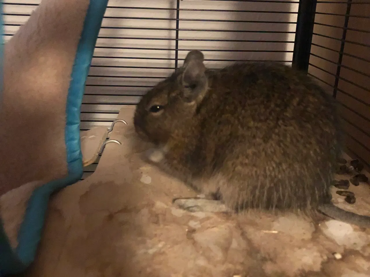 Billede 1 - Degu han, 4 måneder søger nyt hjem