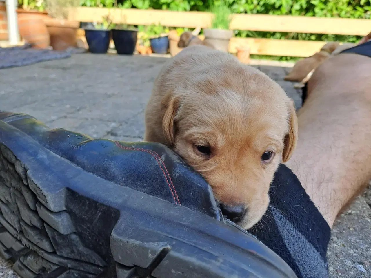 Billede 2 - Labrador hvalpe Sælges 