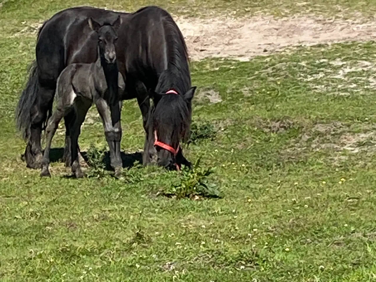 Billede 2 - Fellpony hoppe 8 år