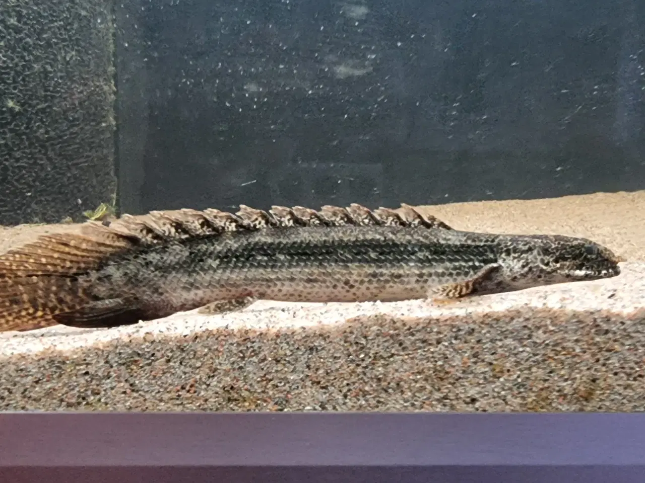 Billede 1 - Polypterus Lapradei bichir