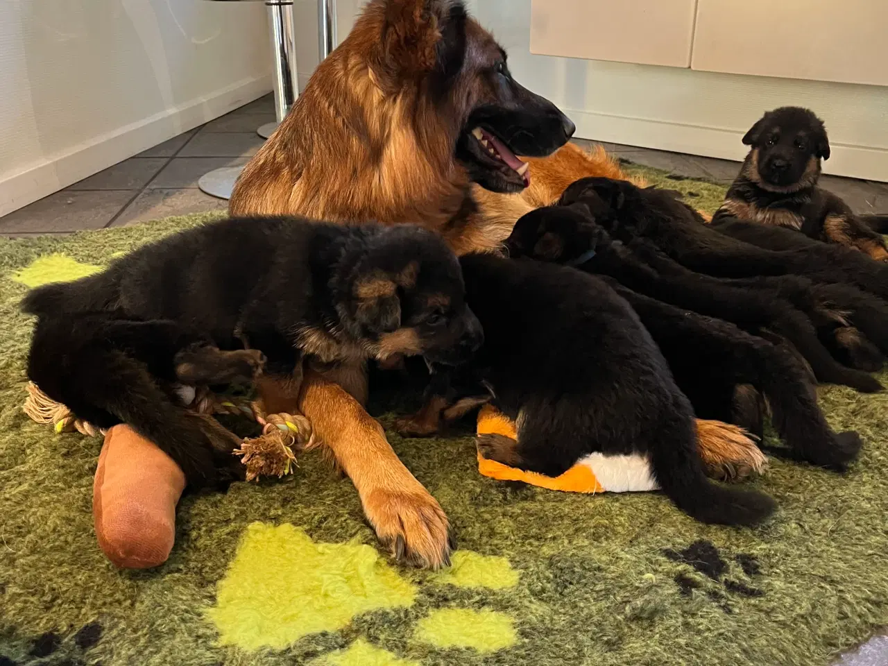 Billede 12 - Top Schæfer hvalp 