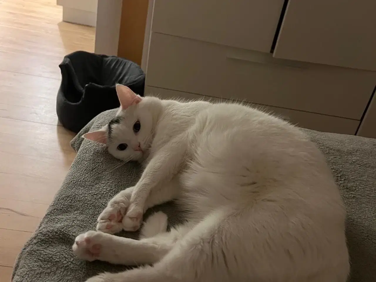 Billede 3 - Jeg vil give en kat til gode hænder 
