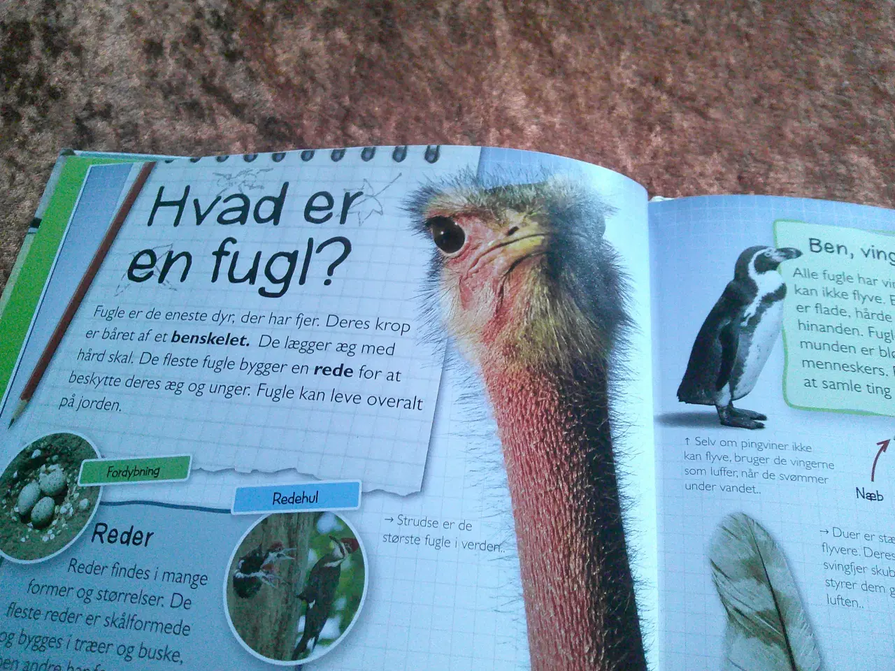 Billede 2 - Fugle, Terry Jennings