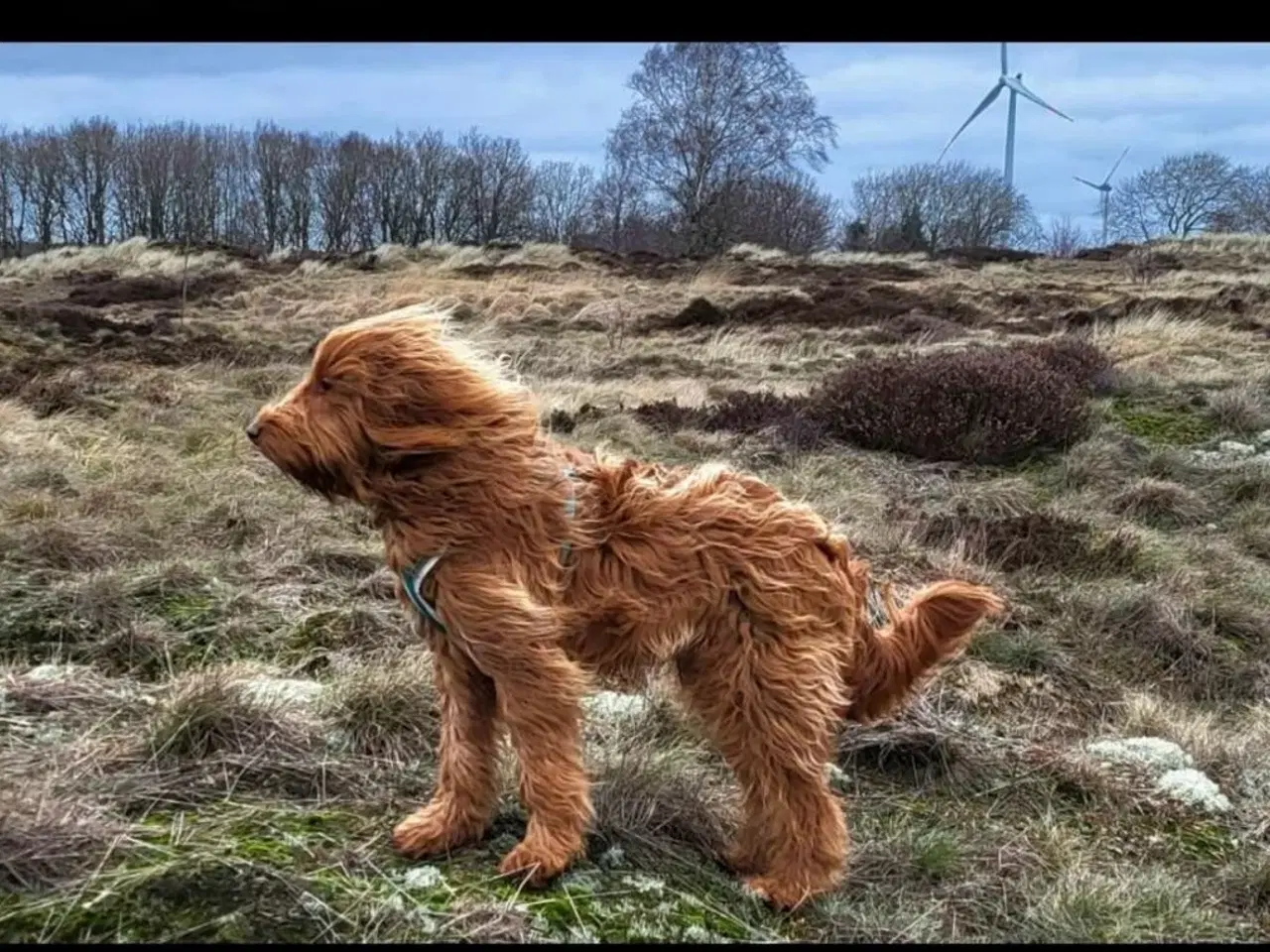 Billede 3 - Goldendoodle/Labradoodle