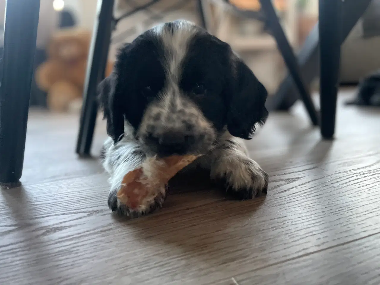 Billede 19 - Border Cocker klar til at flytte hjemmefra💙🏡