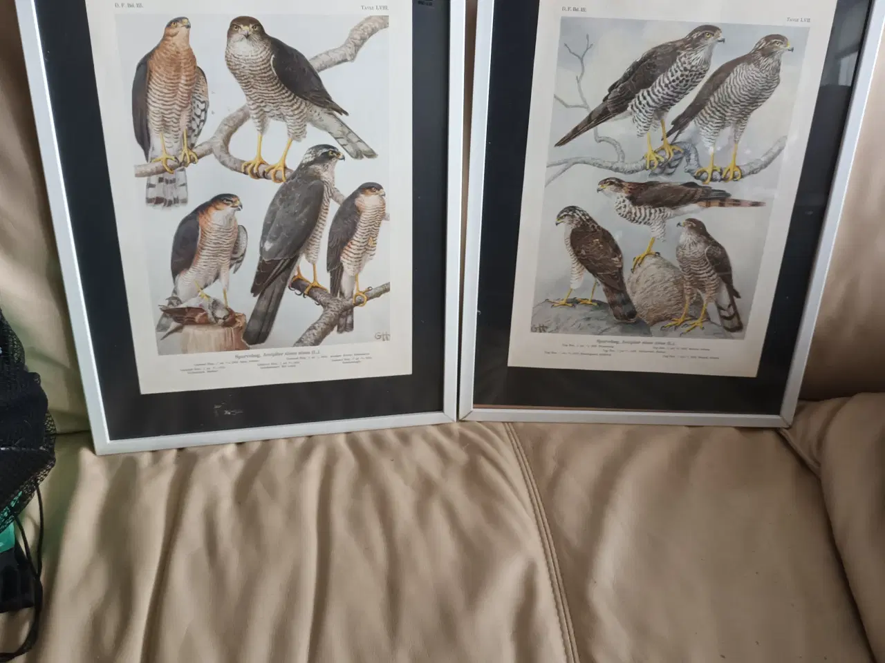 Billede 1 - 2 FLOTTE FUGLEBILLEDER 32X42 CM