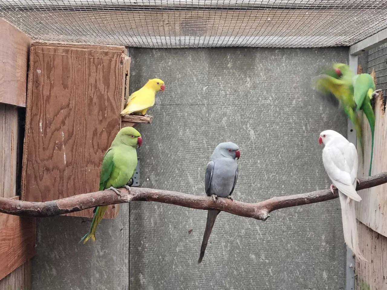 Billede 2 - Alexander parakitter 