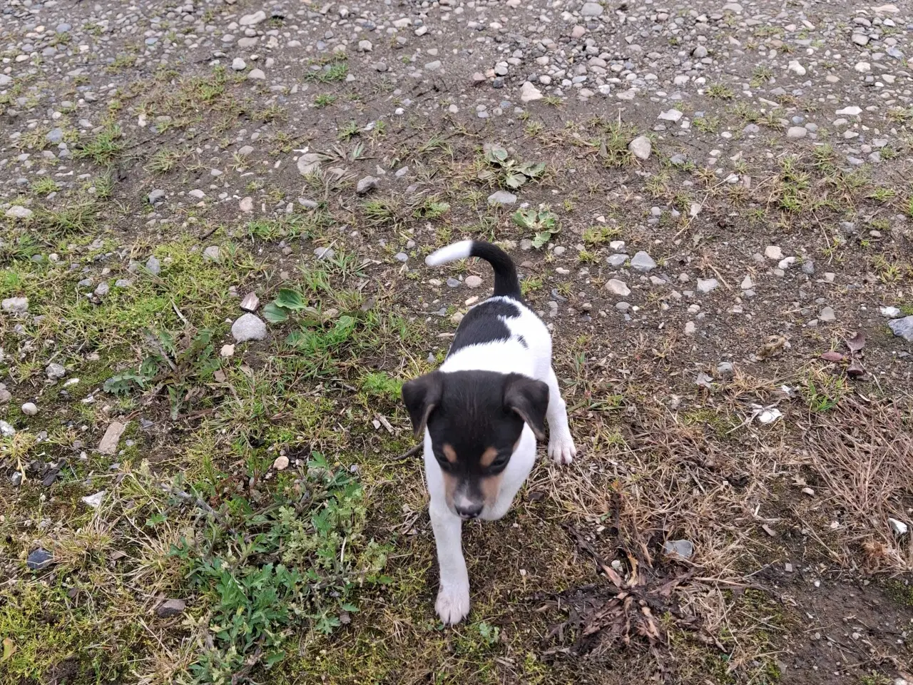 Billede 2 - Dansk svensk gårdhund (hundehvalpe)
