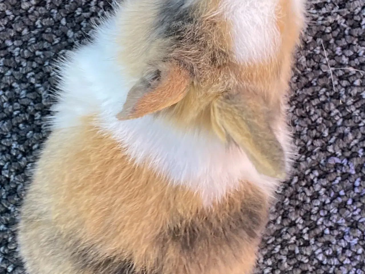 Billede 10 - HOLLÆNDER HUN JAPANER SORT/GUL