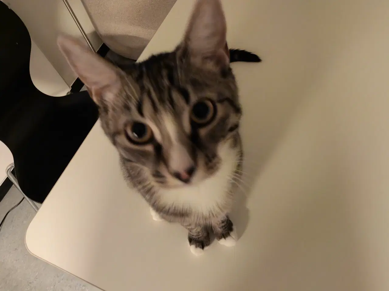 Billede 7 - Søde Pinky søger nyt og trygt hjem