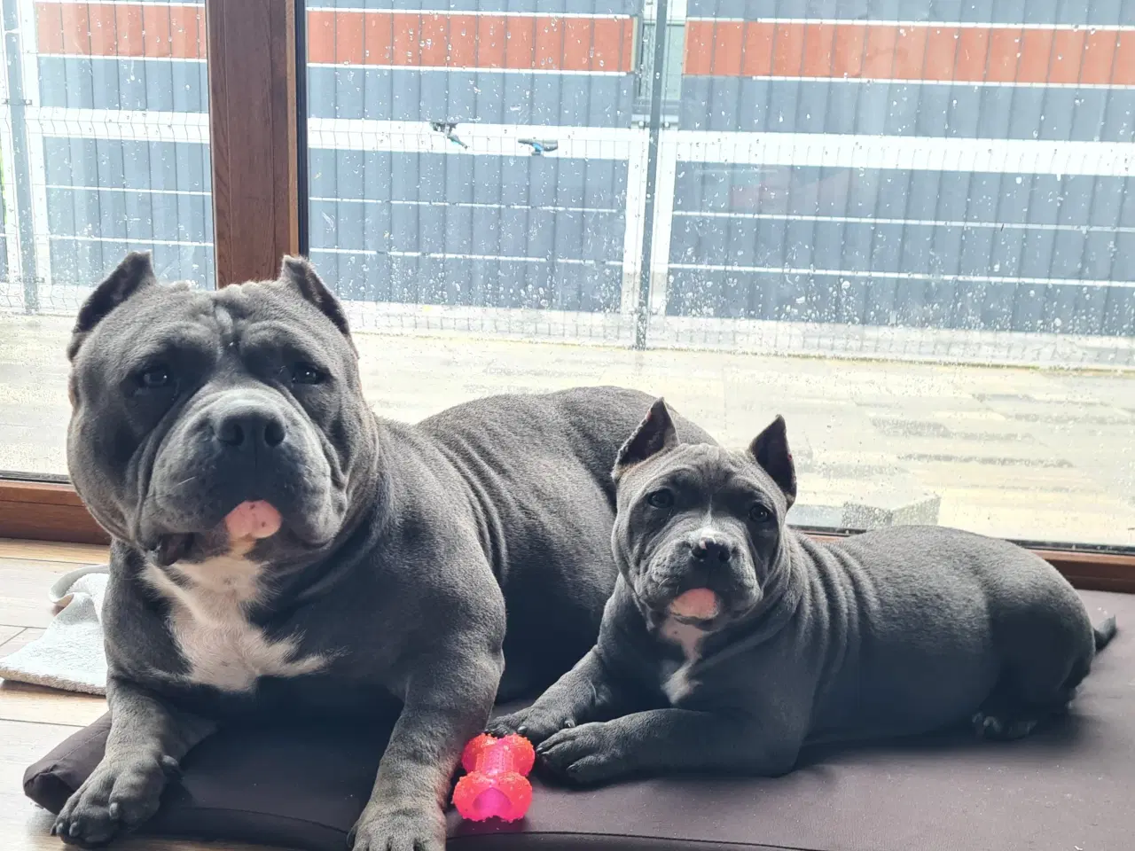 Billede 7 - American Bully Pige abkc 