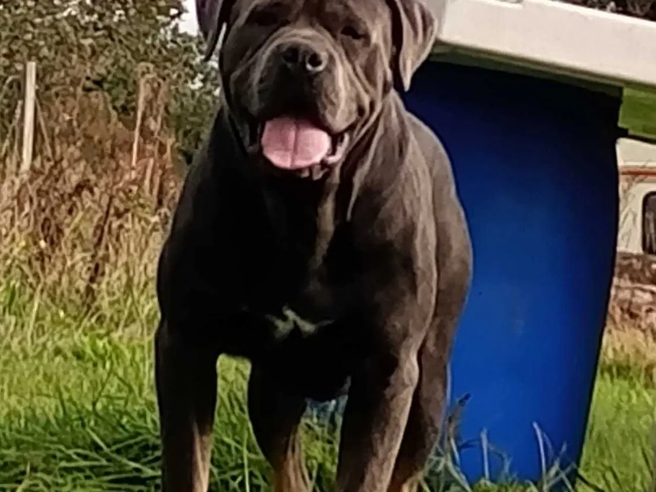 Billede 4 - Rottweiler 