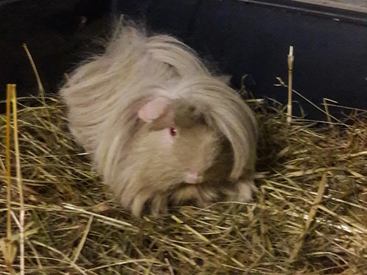 Billede 1 - Købes HAN marsvin 