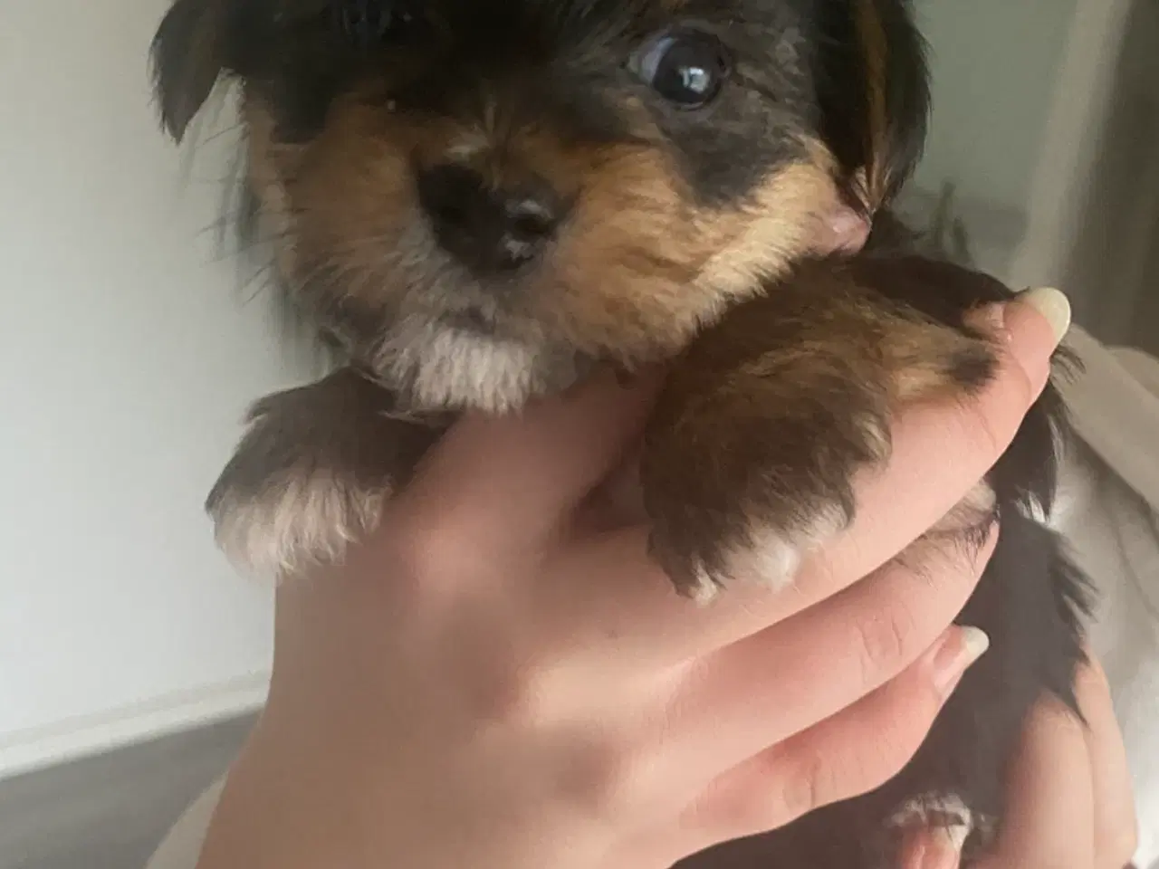 Billede 2 - Yorkshire terrier hvalpe
