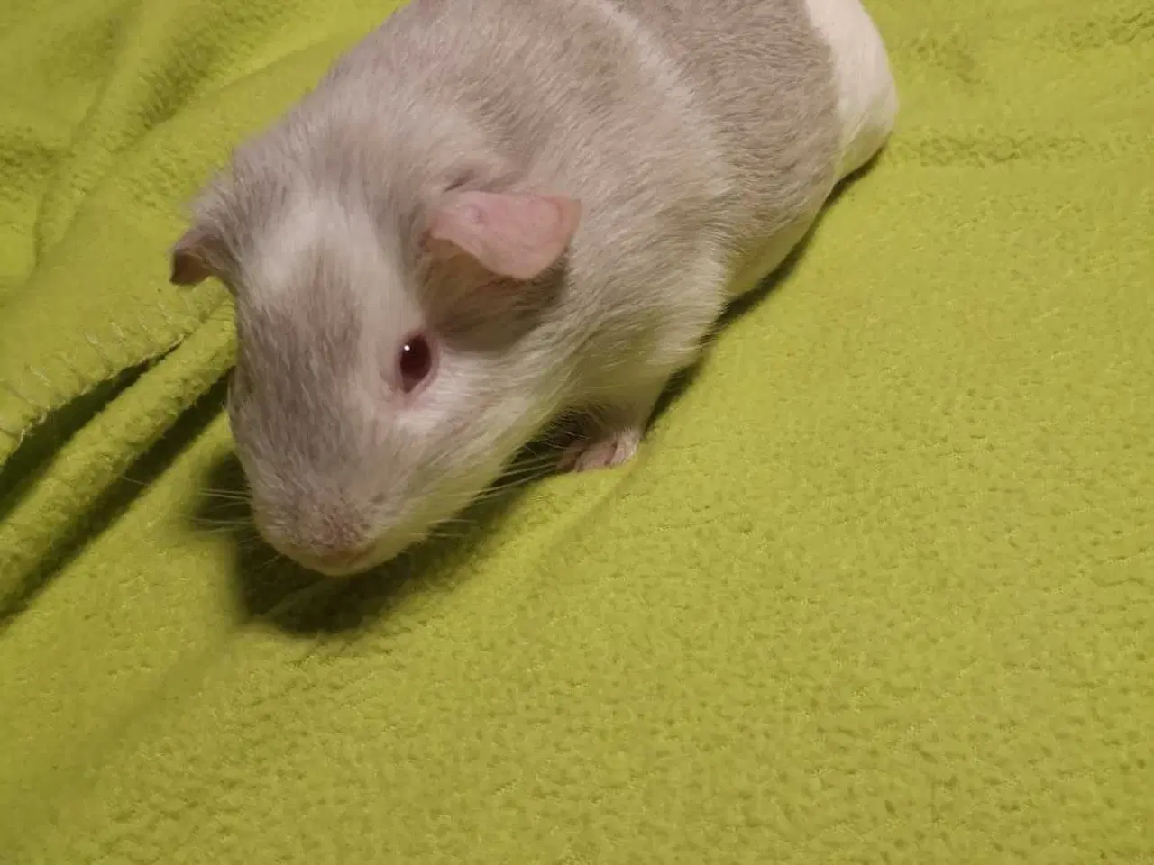 Billede 2 - Marsvin unger 