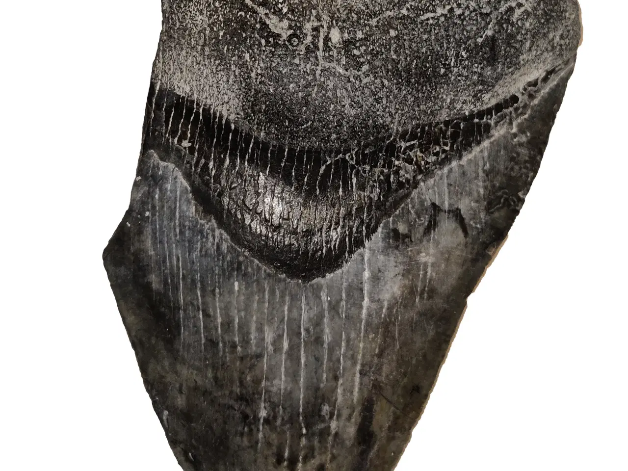 Billede 1 - Megalodon tand 10 cm