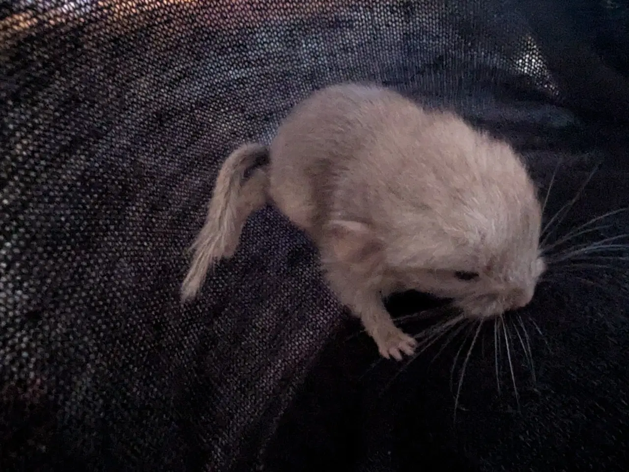 Billede 2 - Chinchilla mor og far med to unger 