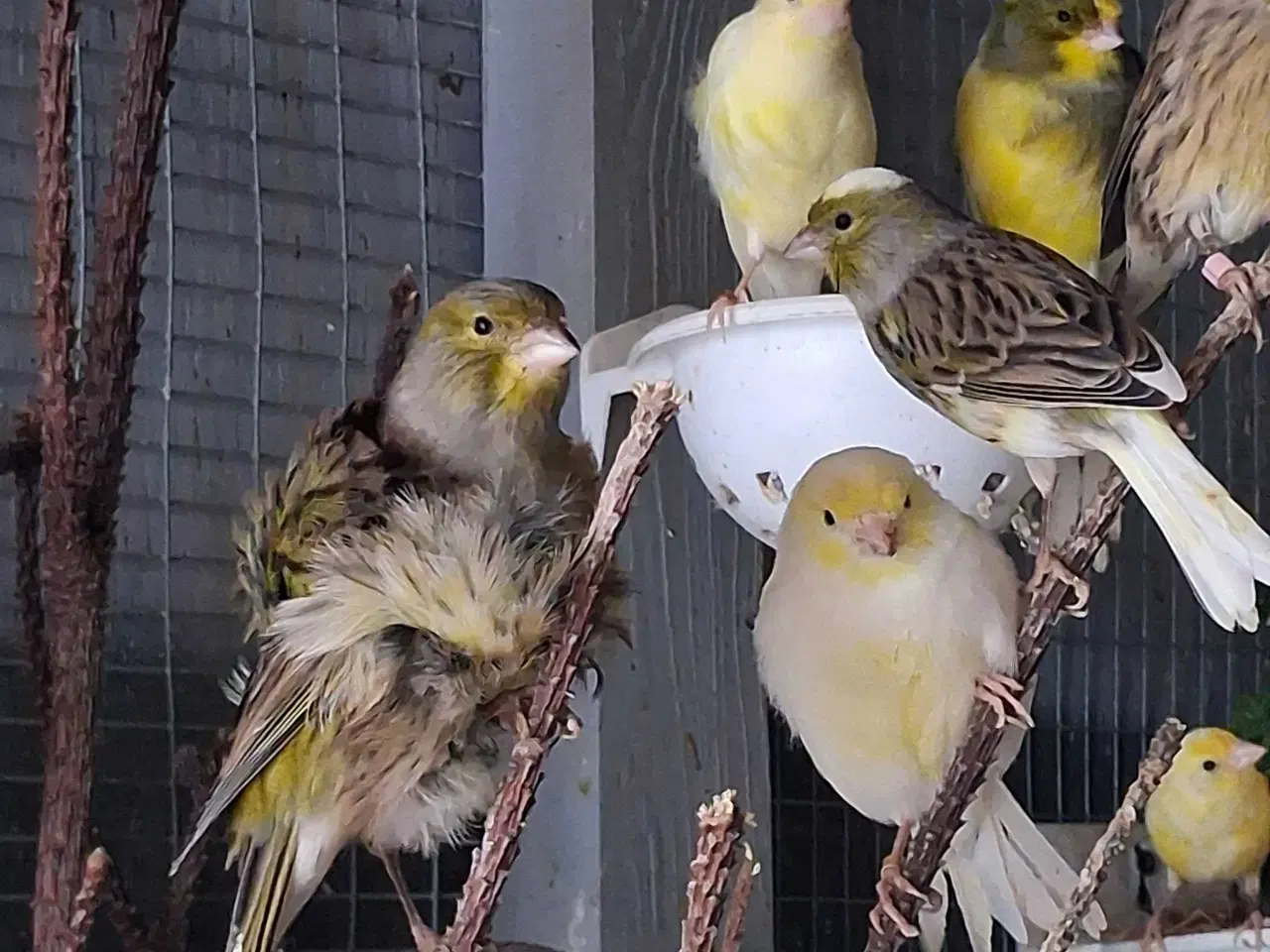 Billede 14 - Special kanariefugle