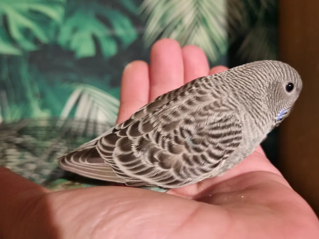 Billede 3 - Blackface undulat (unger)