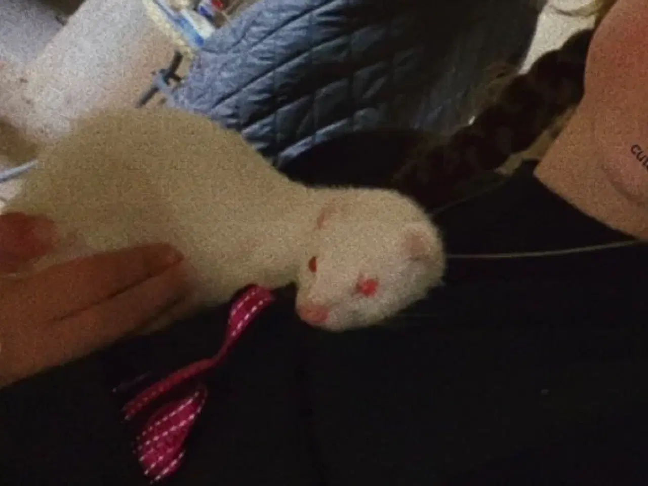 Billede 1 - Fritte-Ilder albino hun 