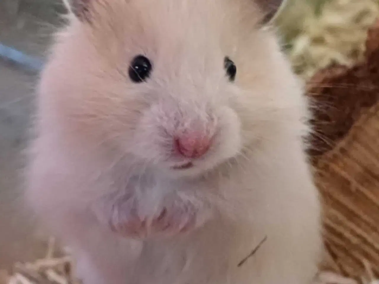 Billede 1 - Guldhamster unger