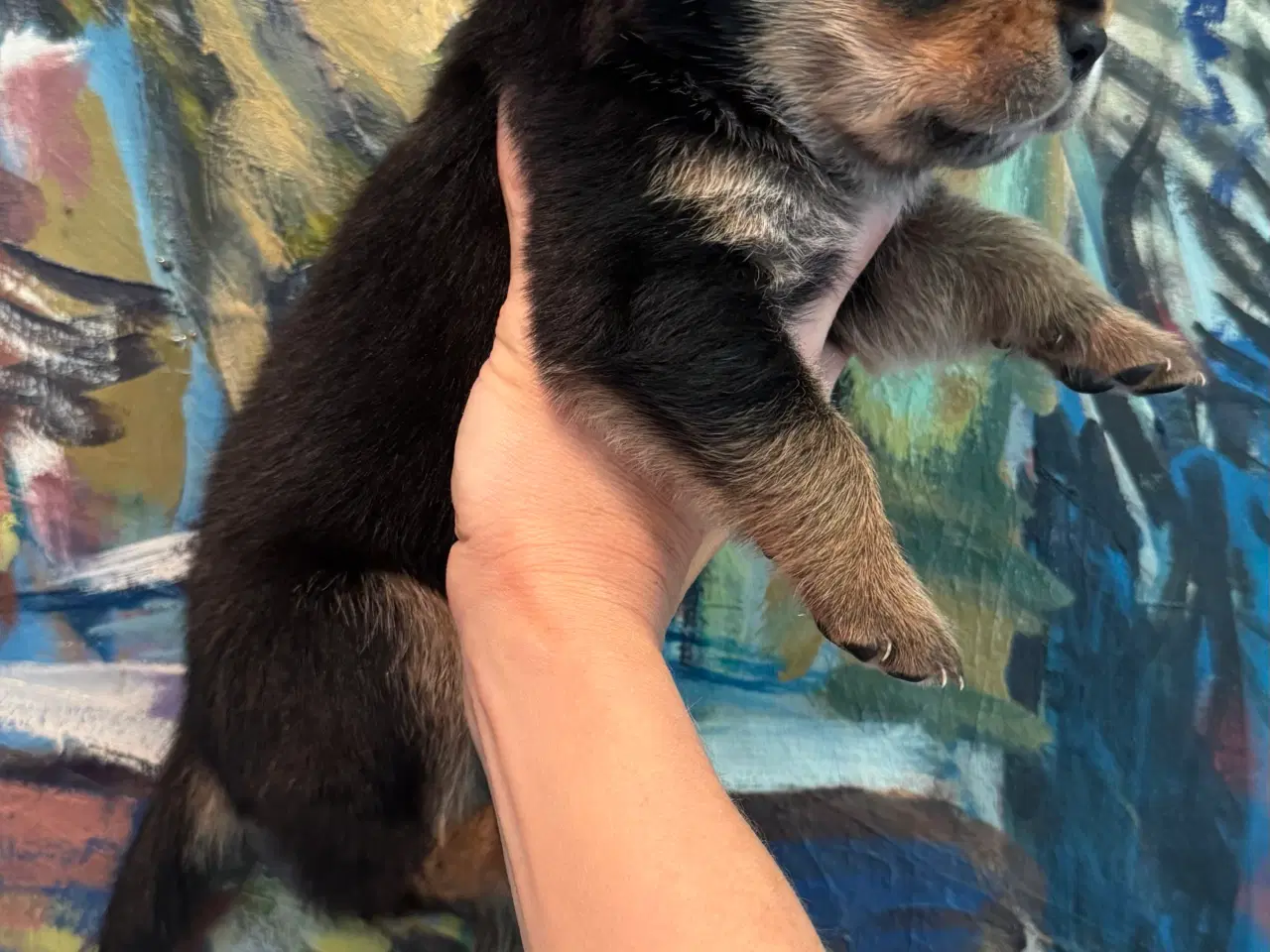 Billede 18 - Golden Retriever & Rottweiler mix