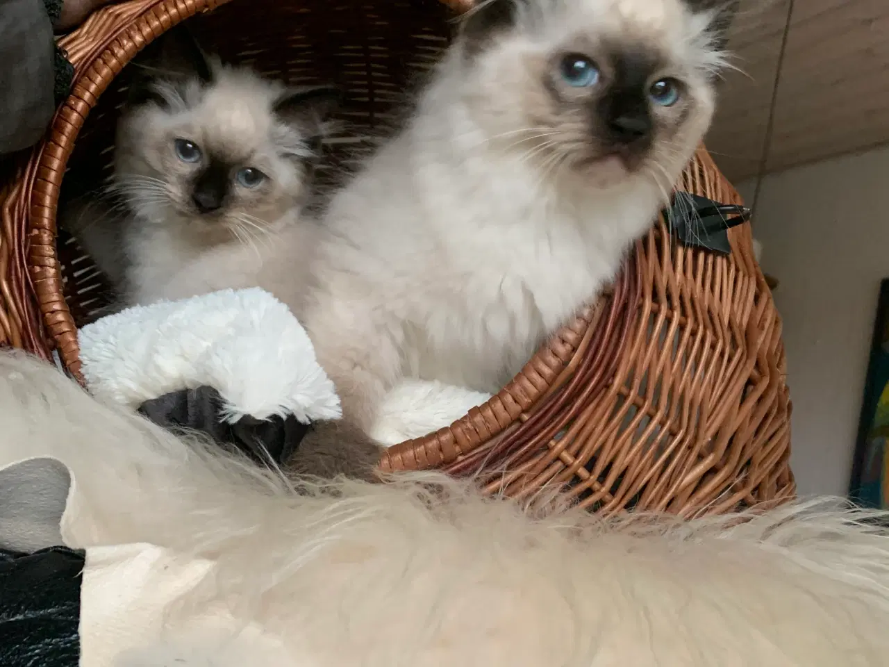 Billede 3 - Ragdoll killing- søde familievenner
