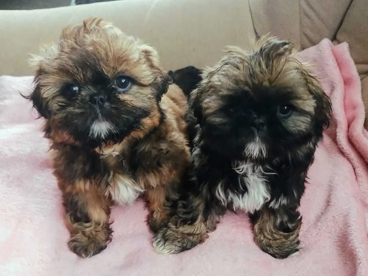 Billede 1 - Lille vidunderlig Shih Tzu 